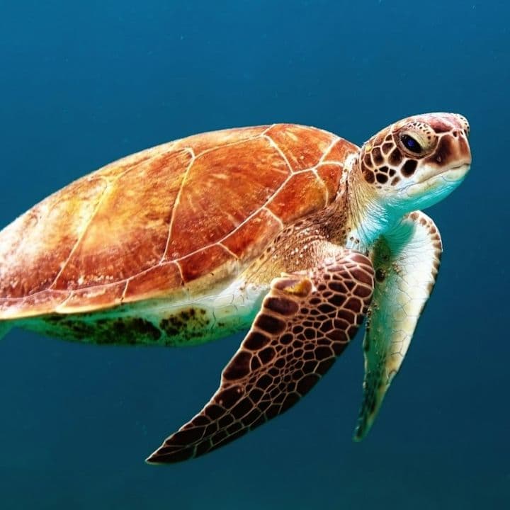 A sea turtle swimming in clear blue water
