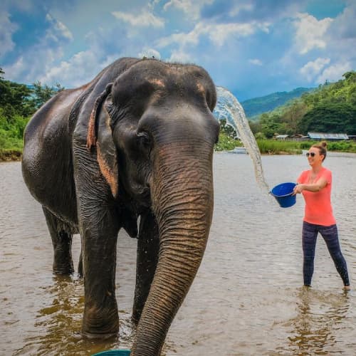 Bathe an Elephant