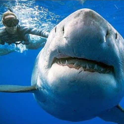 Swim with Sharks