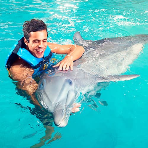 Swim with dolphins