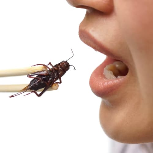Eat an Insect
