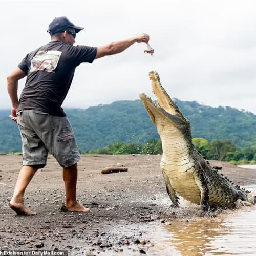 Feed a Crocodile