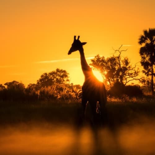 Go on a Safari
