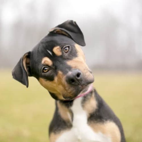 Adopt a dog